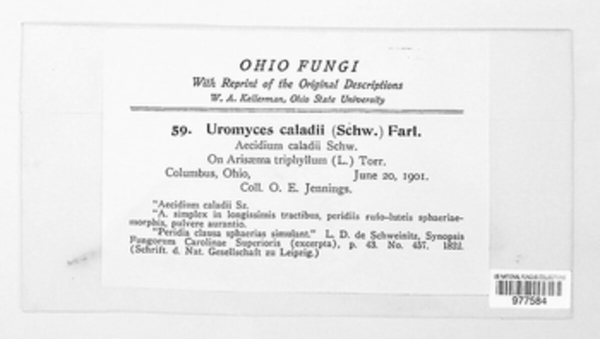 Uromyces caladii image